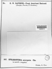 Sphaeronaema microperae image